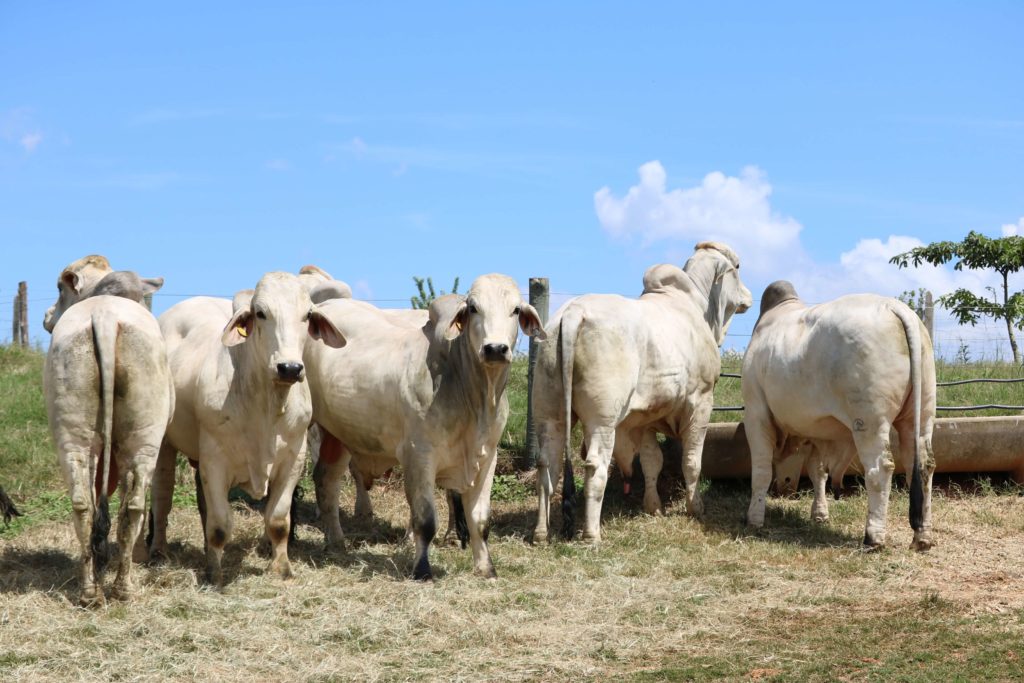 Brahman Gado de Corte.
Foto: Casa Branca Agropastoril.