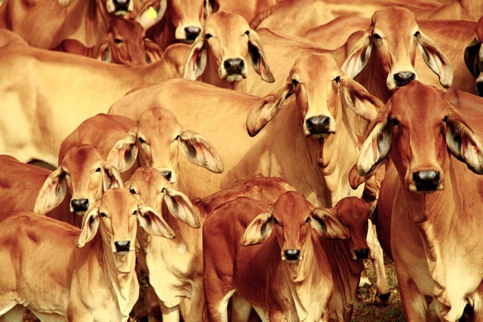 Breeds beef cattle. Photo: Carlos Lopes.