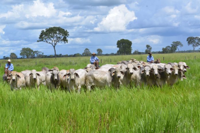 Breeds beef cattle. Photo: José Maria Matos.