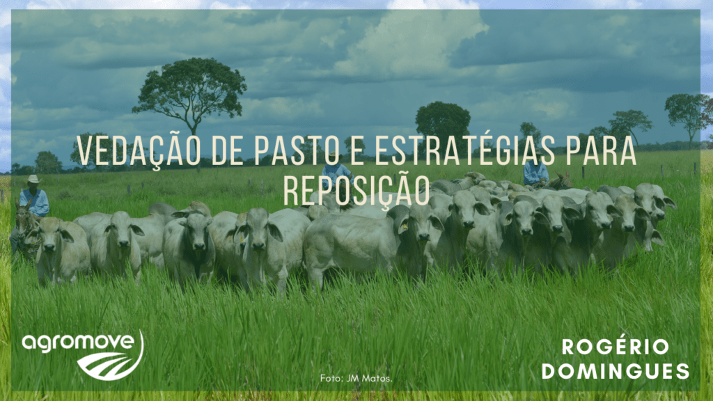 Estratégias para reposição de animais na Pecuária de Corte