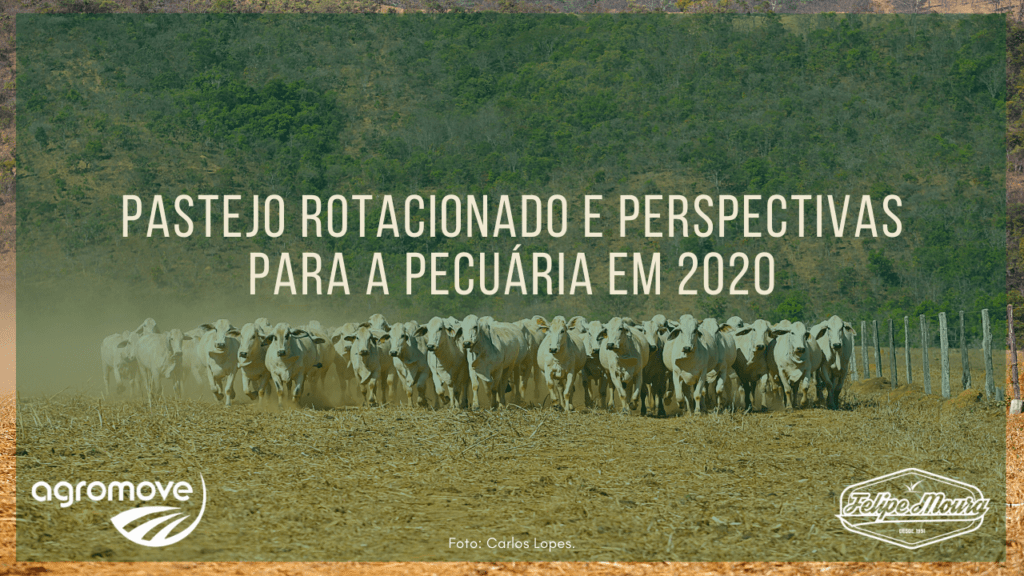 Perspectivas para a Pecuária de Corte em 2020