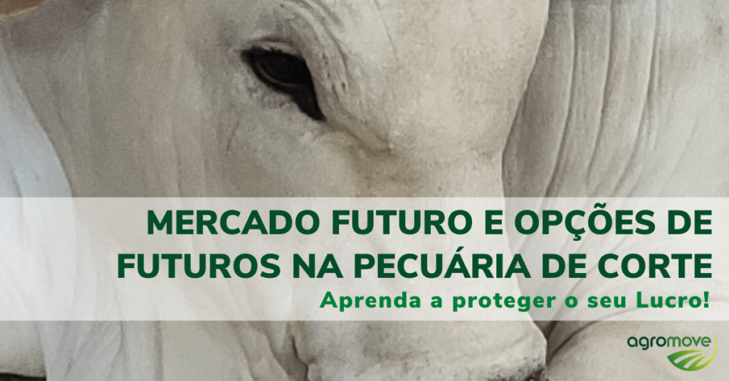 Curso Mercado Futuro e Opções de Futuros na Pecuária de Corte