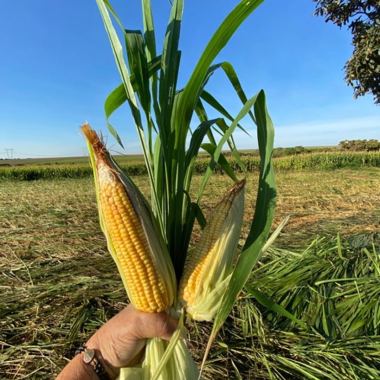 Cultura do milho e sua importância na atualidade - Agromove